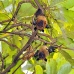 bat_fruit_lan_baa_v_0303_mal0793.jpg